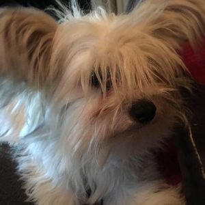 Meet your Posher, Dawn